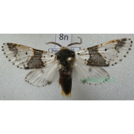 Furcula bicuspis (Borkhausen, 1790) male Poland8n